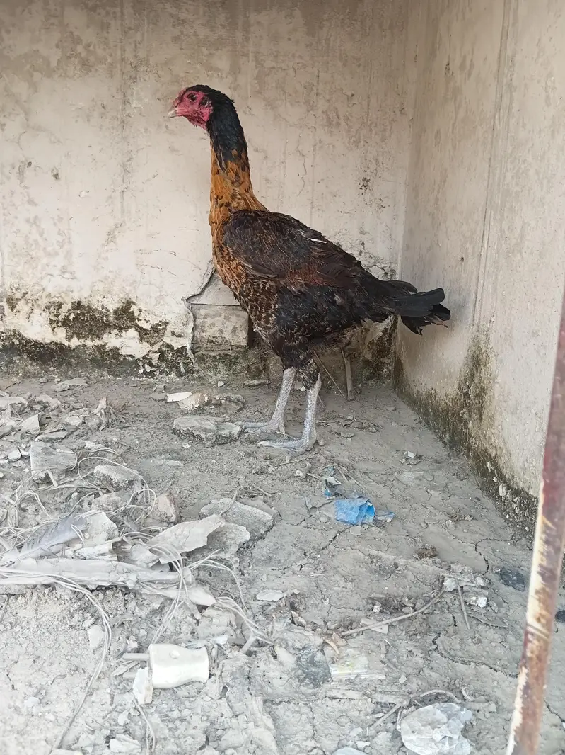 Burme Murge  ando ka lea ready ha whatsapp 03267558052 — photo 2