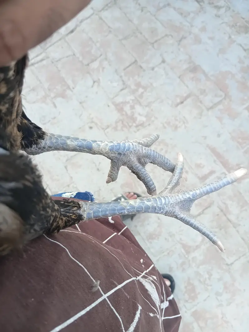 Burme Murge  ando ka lea ready ha whatsapp 03267558052 — photo 6