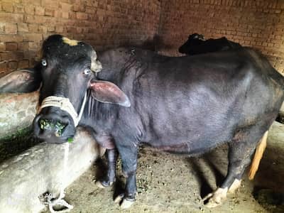 urgent sale krny hai