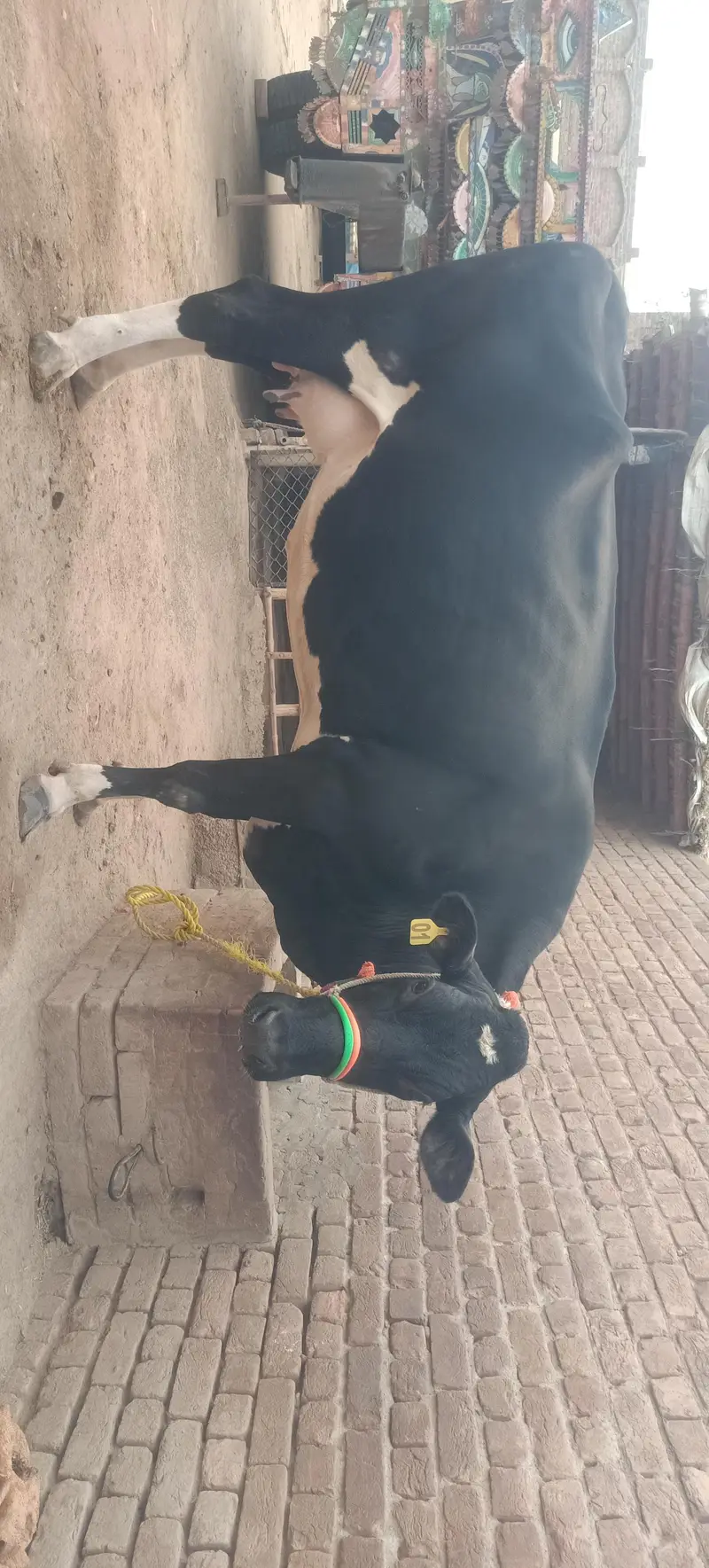 Australian Cow for Sale — photo 2