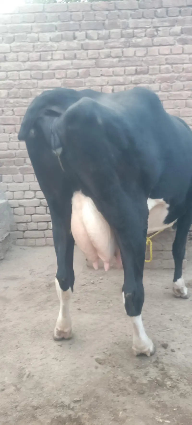 Australian Cow for Sale — photo 3