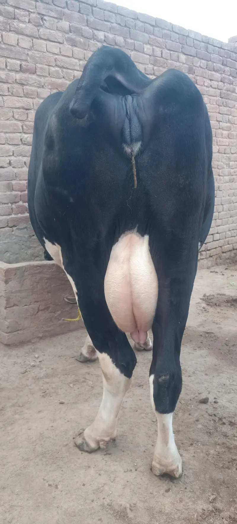 Australian Cow for Sale — photo 4