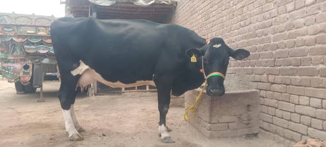 Australian Cow for Sale