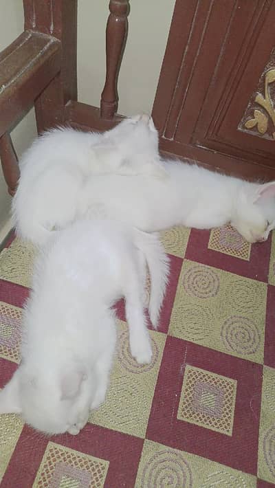 Persian cats baby