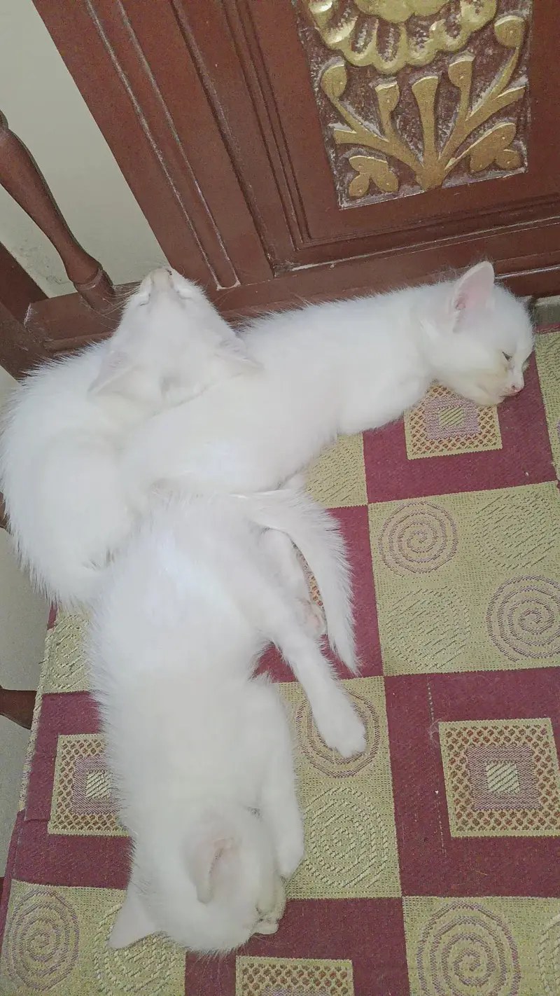 Persian cats baby — photo 2