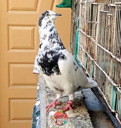 35 Wala (Taweez Wala) Male & Silver Bajrai Male For Sale