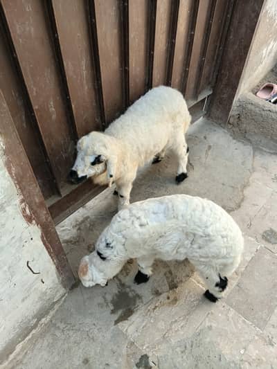 chakki walay dumbay for sale
