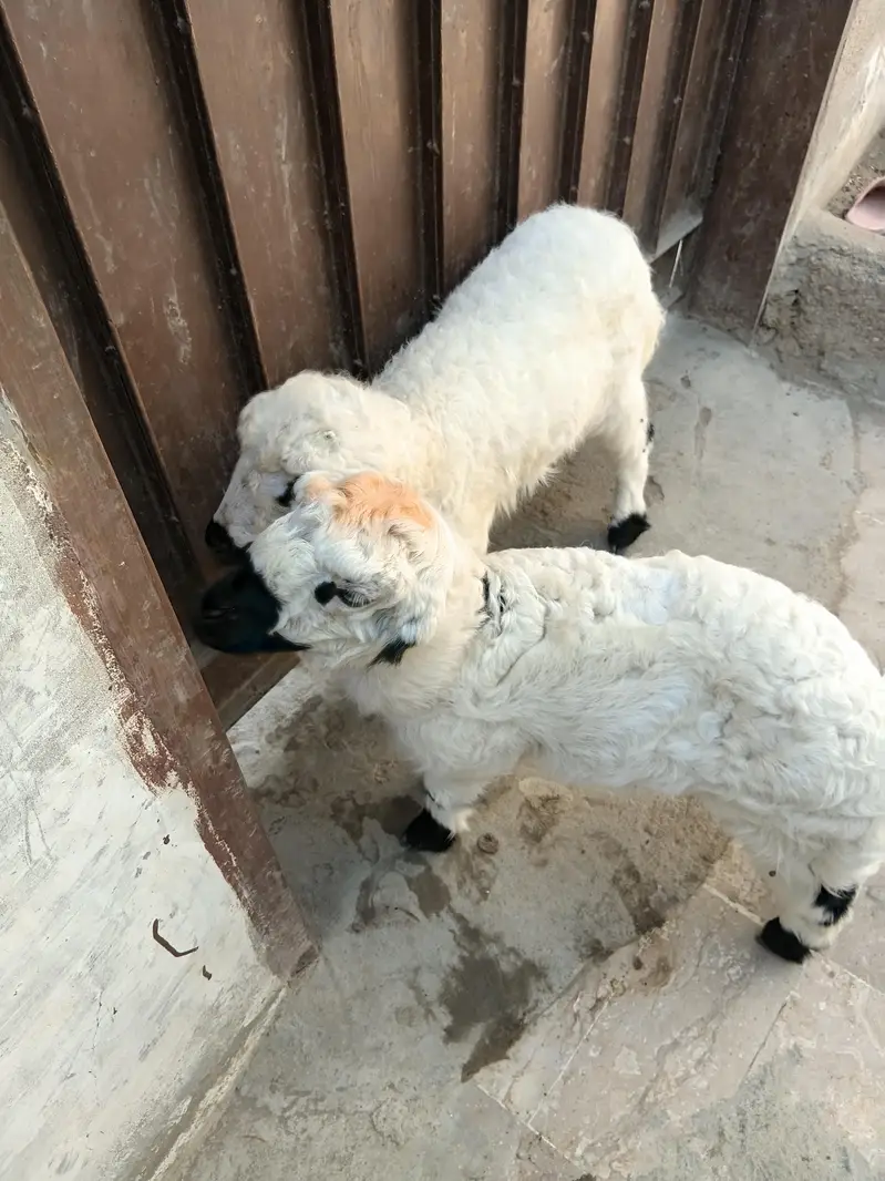 chakki walay dumbay for sale — photo 2