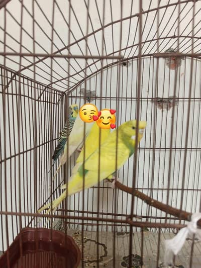 Australian budgies pair