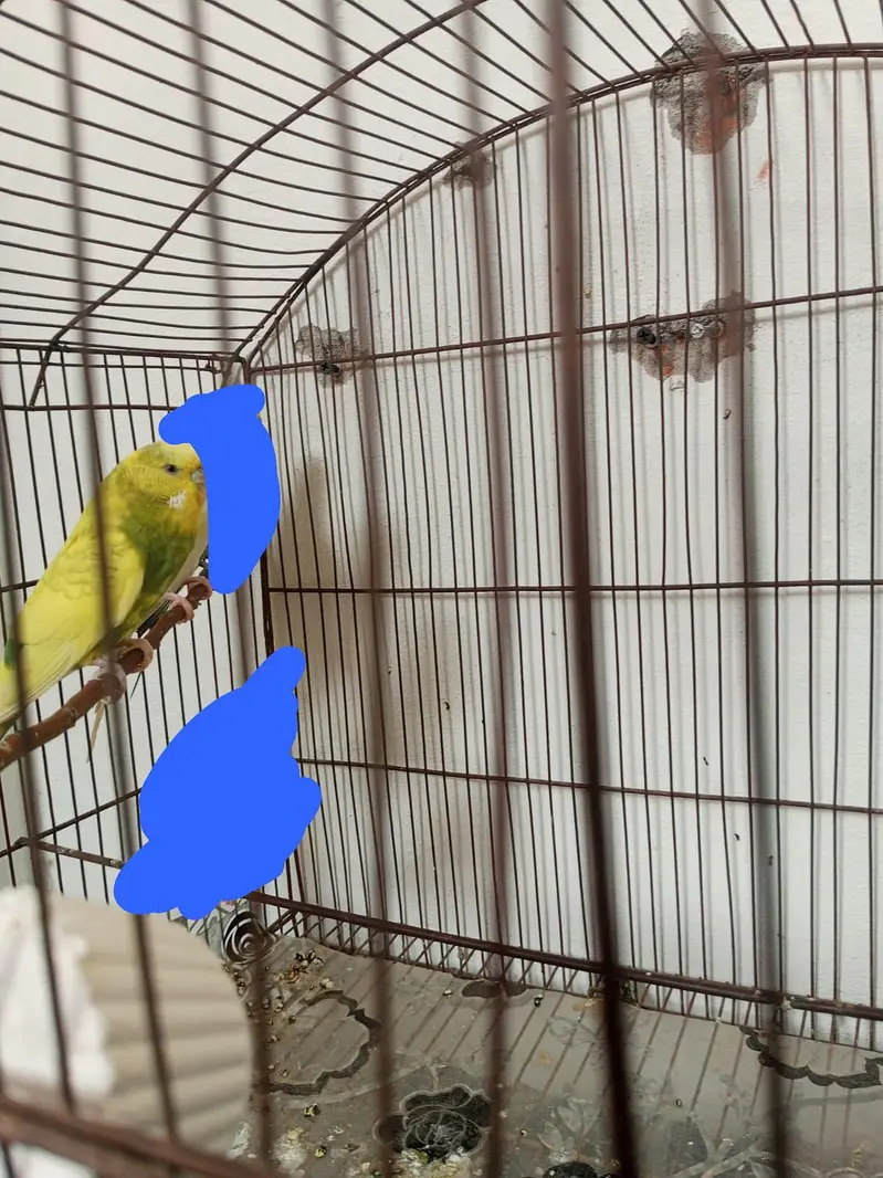 Australian budgies pair — photo 2