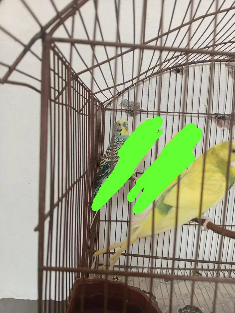 Australian budgies pair — photo 3