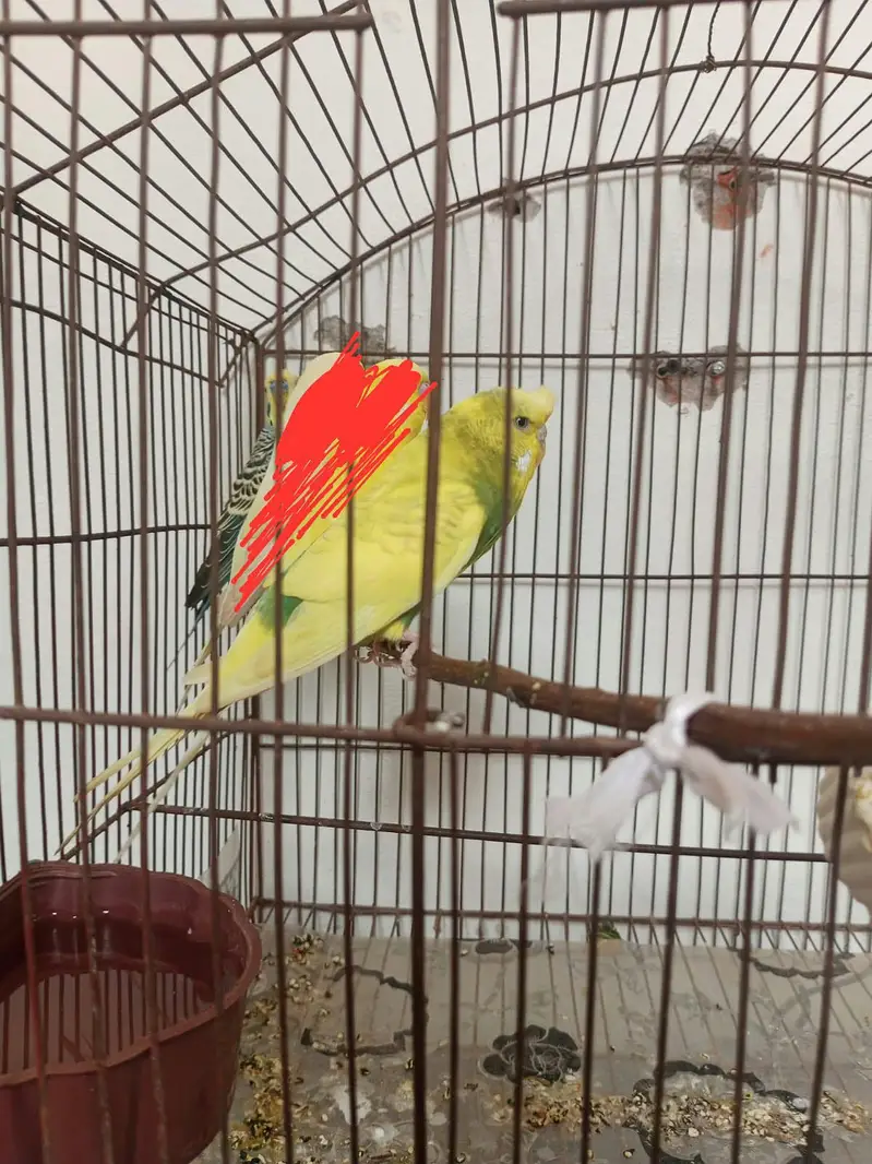 Australian budgies pair — photo 4
