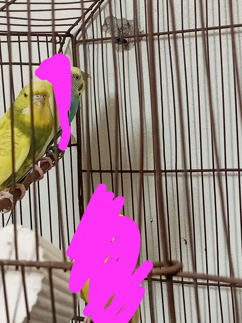 Australian budgies pair — photo 5