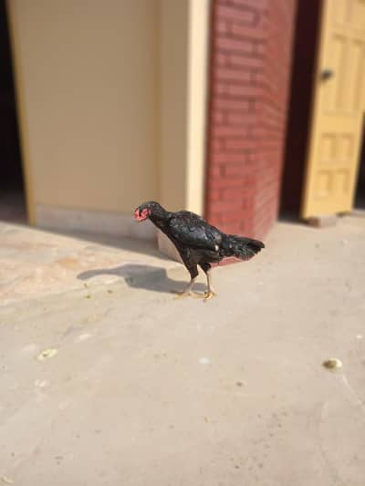 Black O shamo Breeder Female