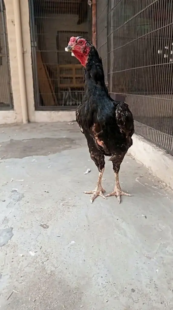 Black O shamo Breeder Female — photo 2