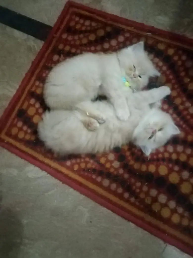 for sale