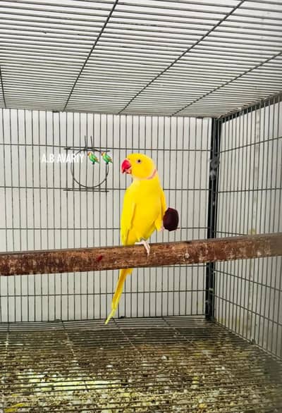 Yellow Ring Nick Full Fertil Pair 4 Eggs Avreng