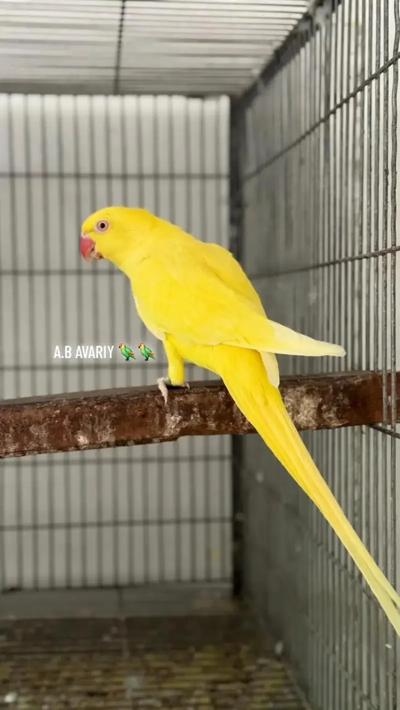 Yellow Ring Nick Full Fertil Pair 4 Eggs Avreng — photo 2