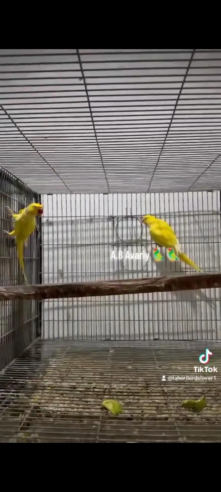 Yellow Ring Nick Full Fertil Pair 4 Eggs Avreng — photo 3