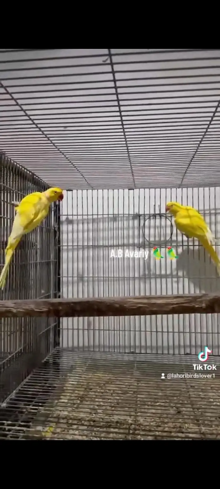 Yellow Ring Nick Full Fertil Pair 4 Eggs Avreng — photo 4