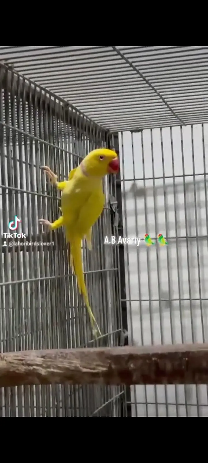 Yellow Ring Nick Full Fertil Pair 4 Eggs Avreng — photo 5