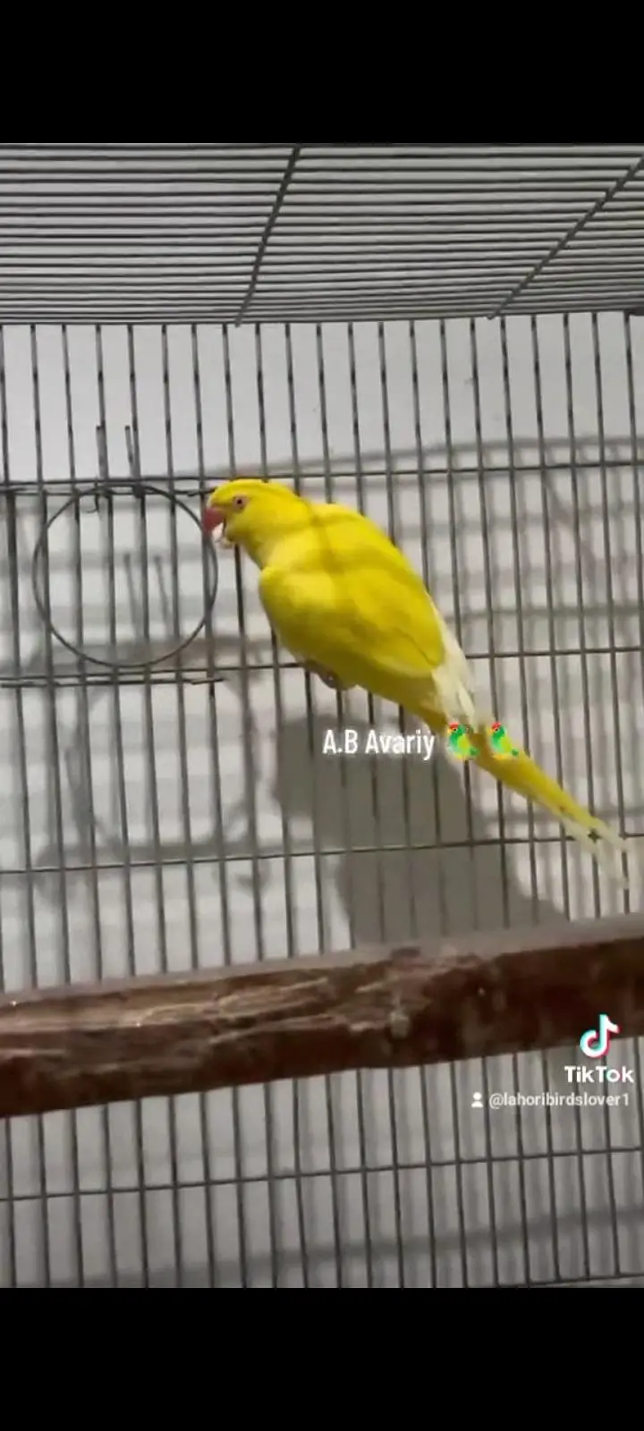 Yellow Ring Nick Full Fertil Pair 4 Eggs Avreng — photo 6
