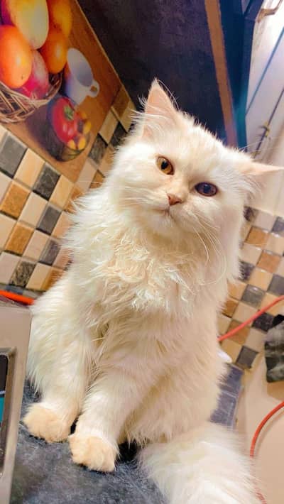 I am selling my cat