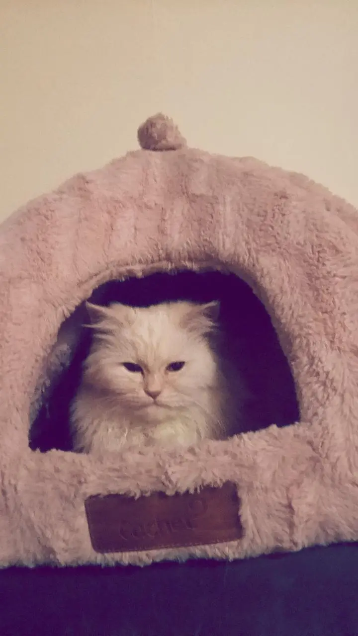 I am selling my cat — photo 2