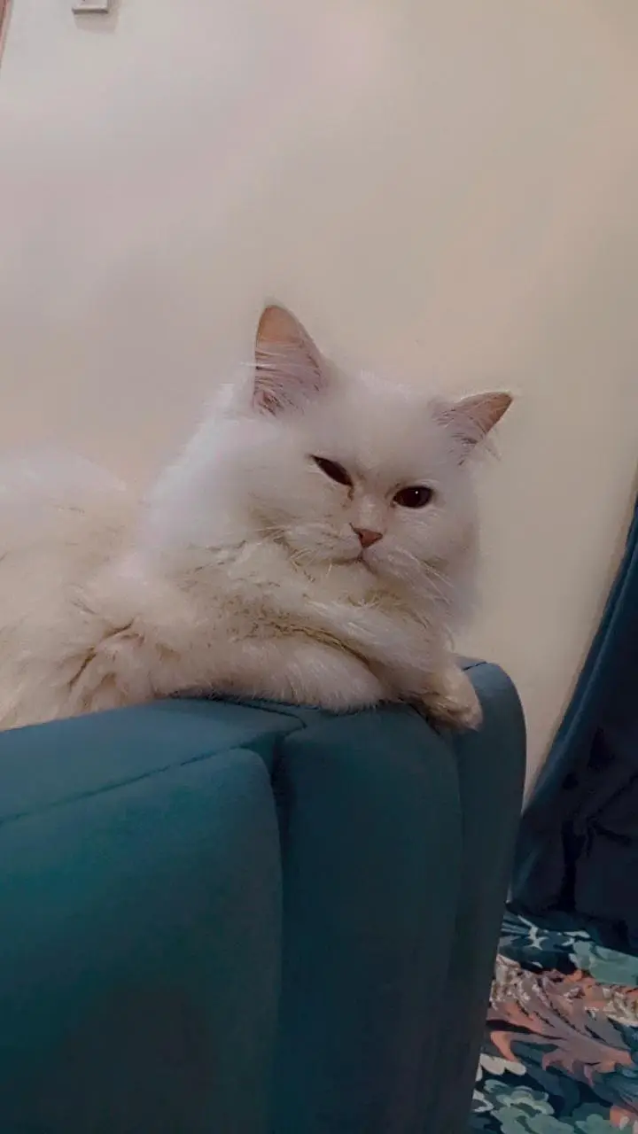I am selling my cat — photo 3