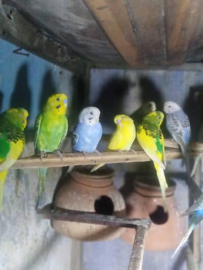 budgies 6 pear