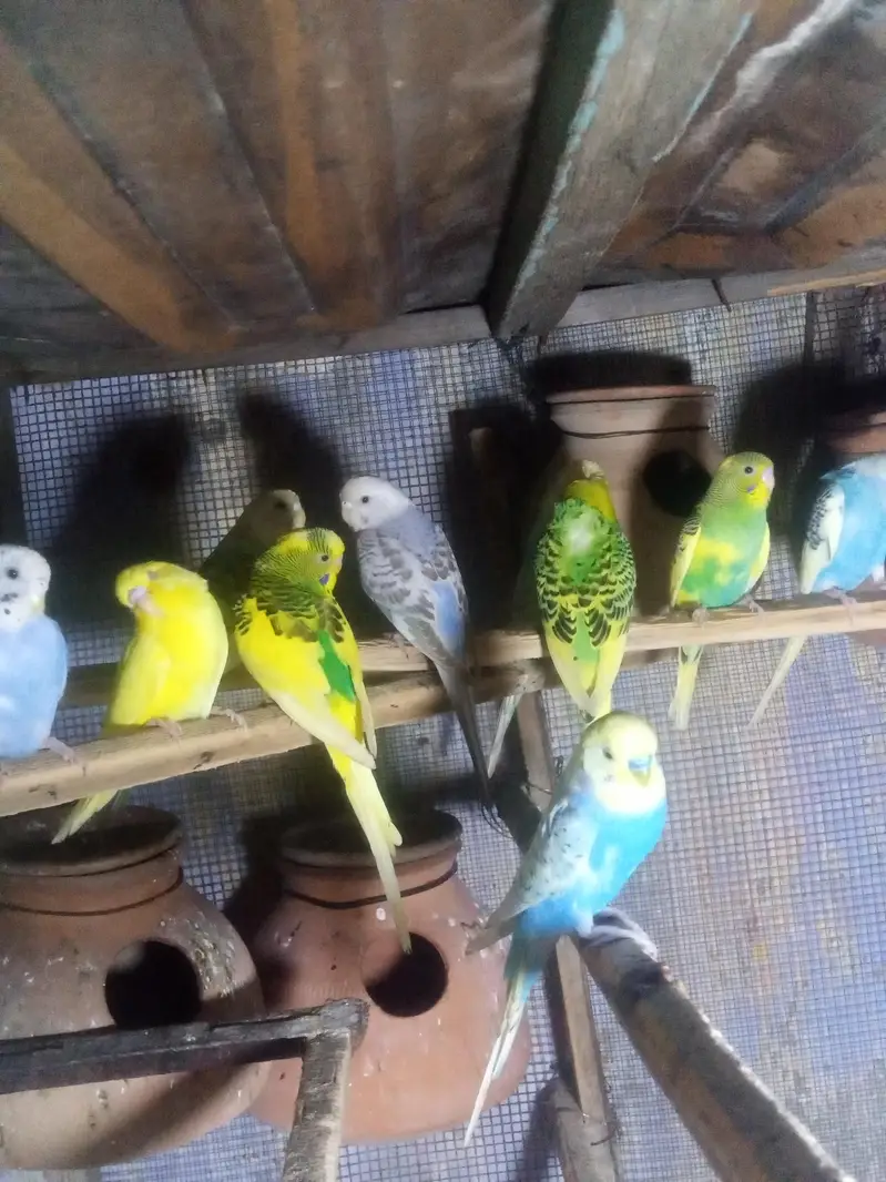 budgies 6 pear — photo 2