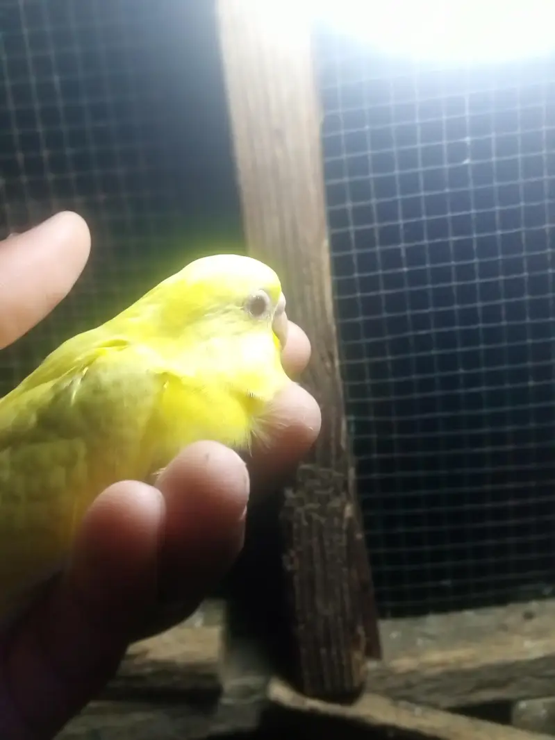 budgies 6 pear — photo 3