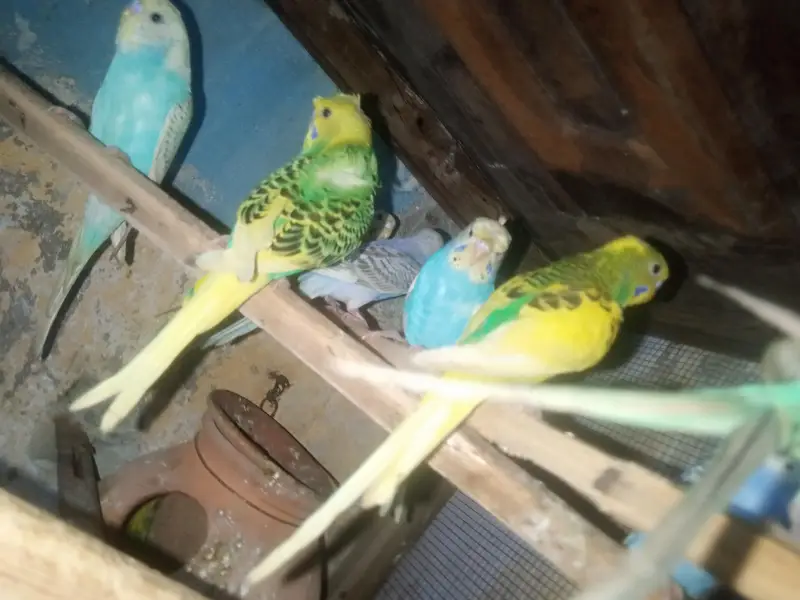 budgies 6 pear — photo 4