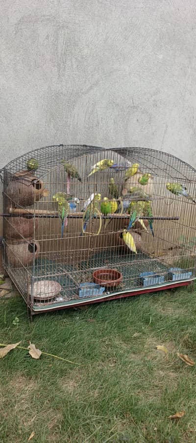 Budgies bbreeders
