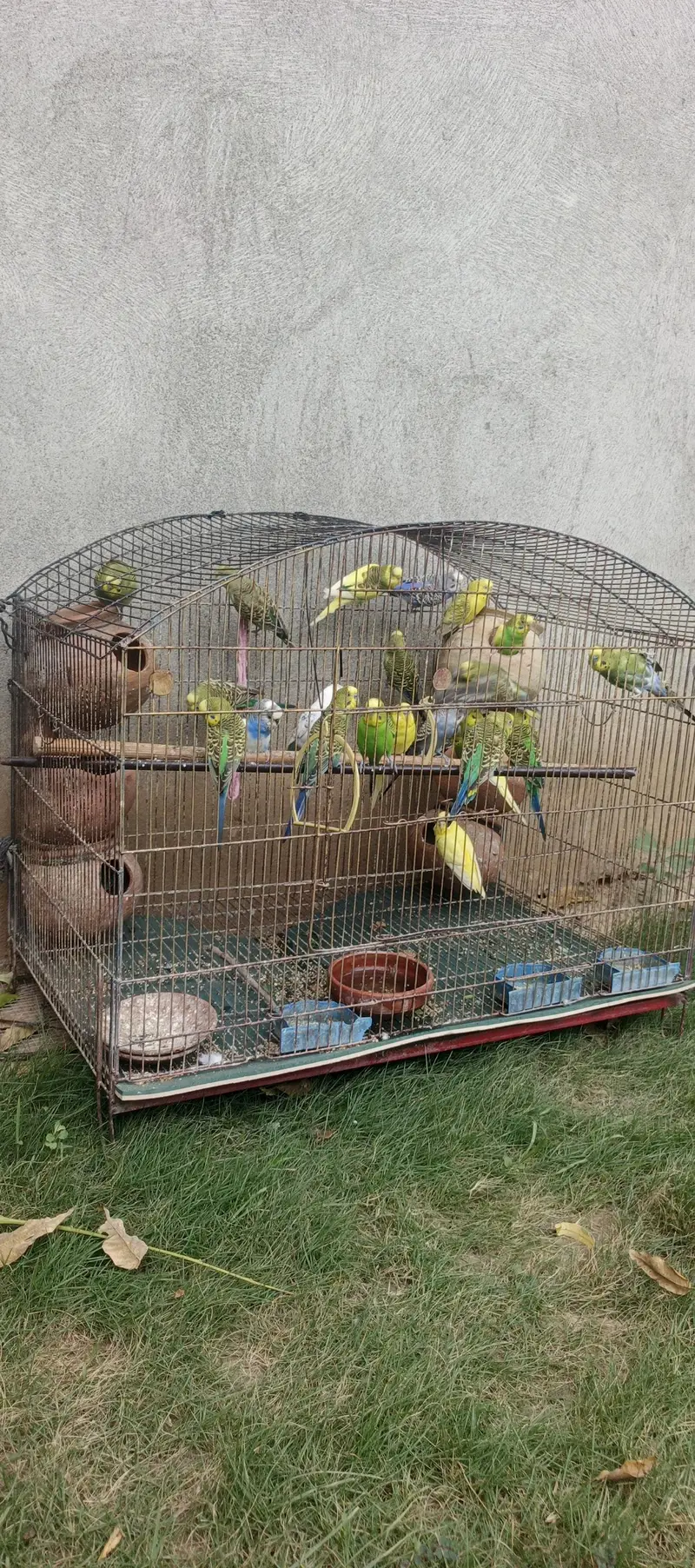 Budgies bbreeders