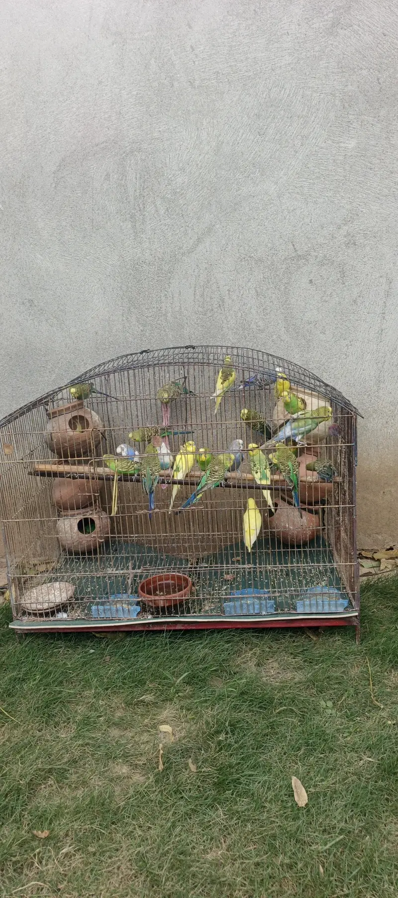Budgies bbreeders — photo 2