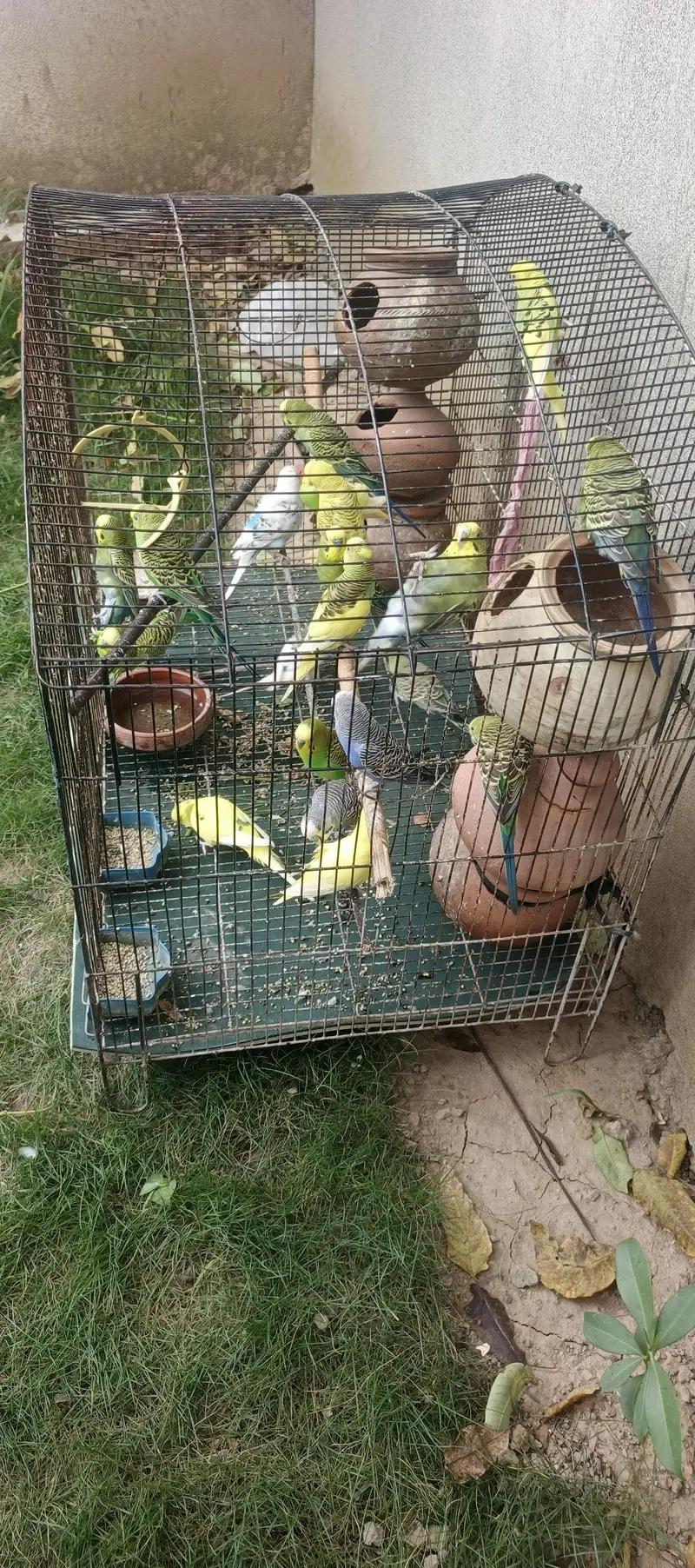 Budgies bbreeders — photo 3