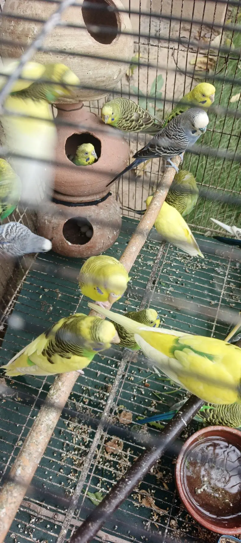 Budgies bbreeders — photo 4