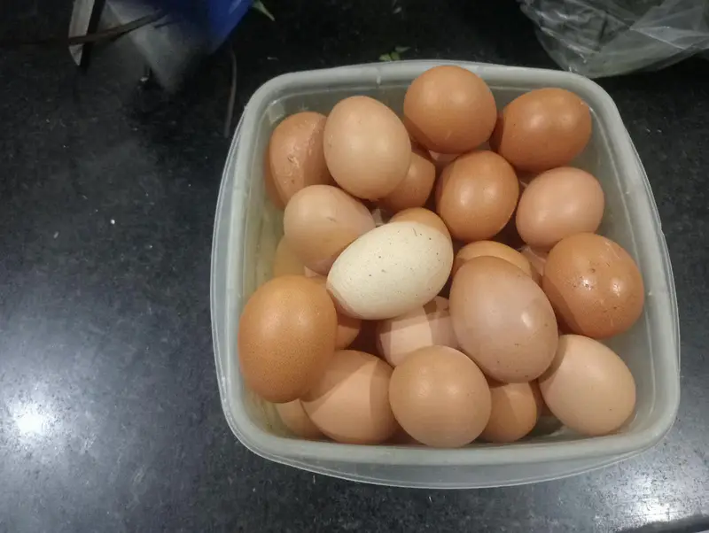 Fresh Home-Raised Desi Aseel Eggs for Sale – Karachi — photo 2