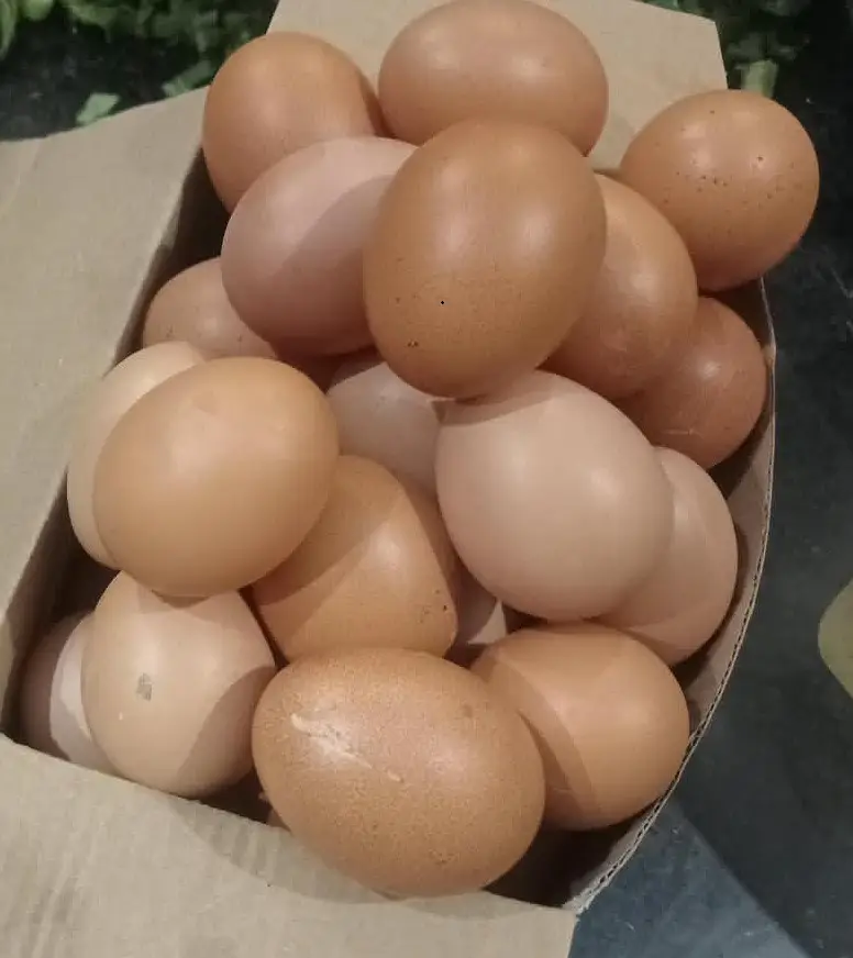 Fresh Home-Raised Desi Aseel Eggs for Sale – Karachi — photo 3