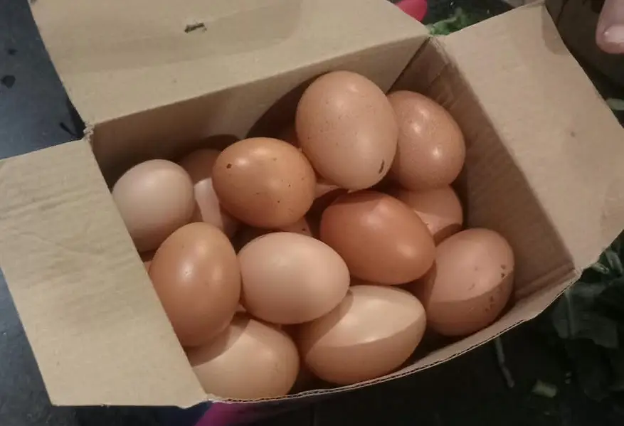 Fresh Home-Raised Desi Aseel Eggs for Sale – Karachi — photo 4