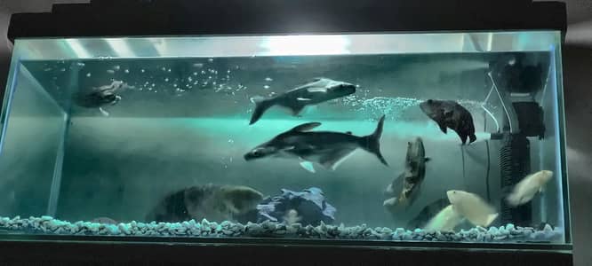 Blue line Shark One pair Full active