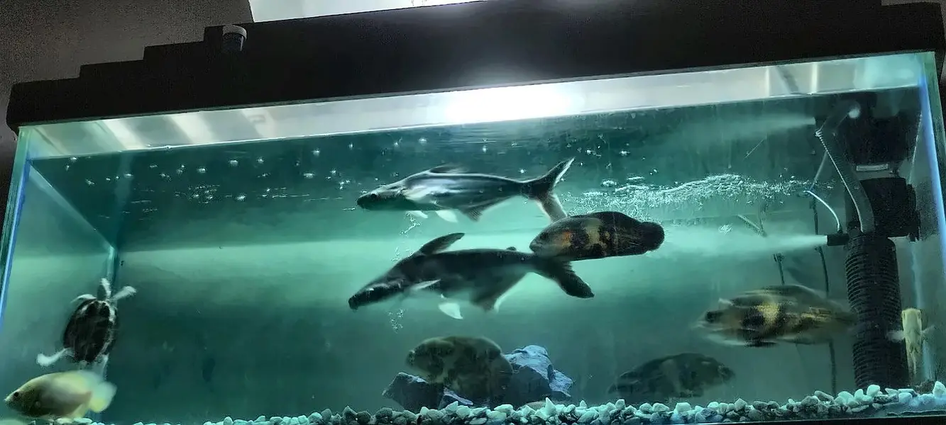 Blue line Shark One pair Full active — photo 3