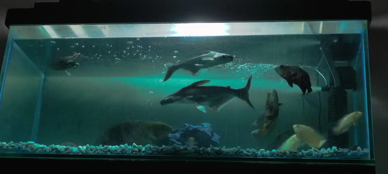 Blue line Shark One pair Full active — photo 5