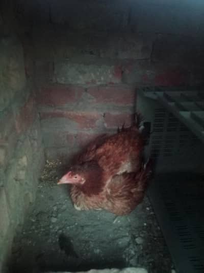 Aseel kurak murgi / broody hen exchange possible