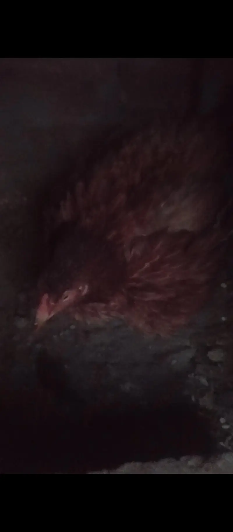 Aseel kurak murgi / broody hen exchange possible — photo 2