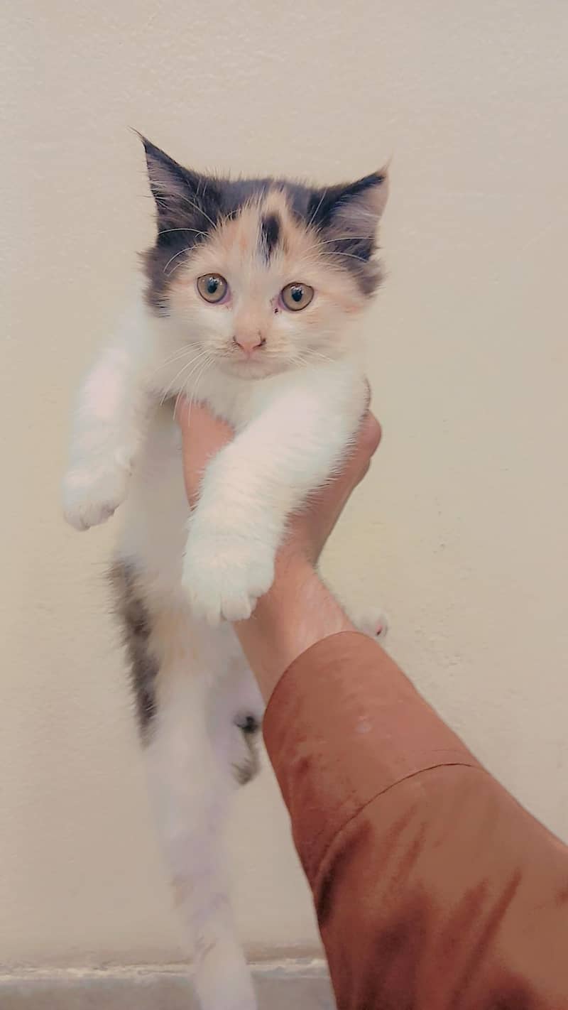 multi color cat 1