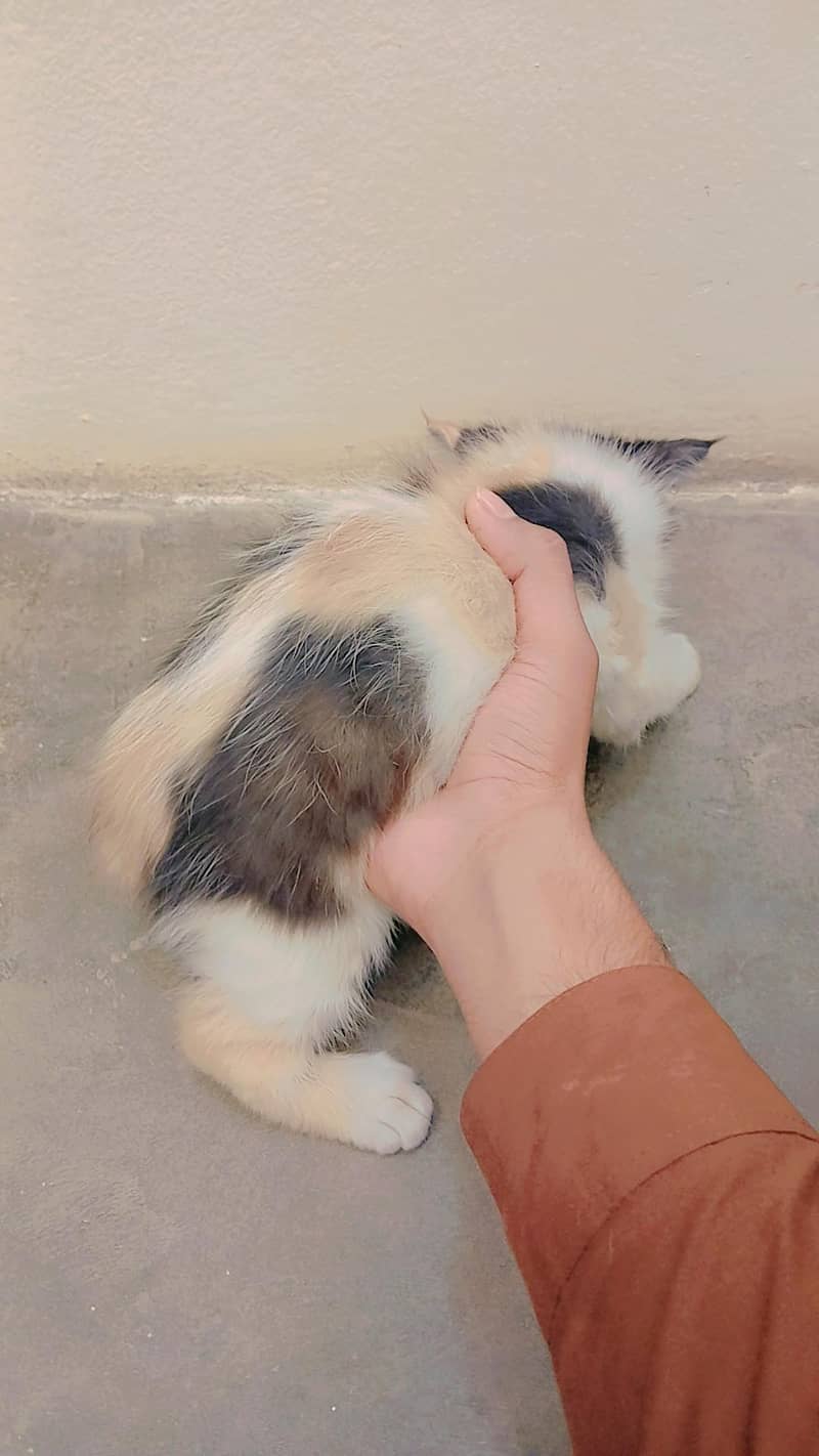 multi color cat 2