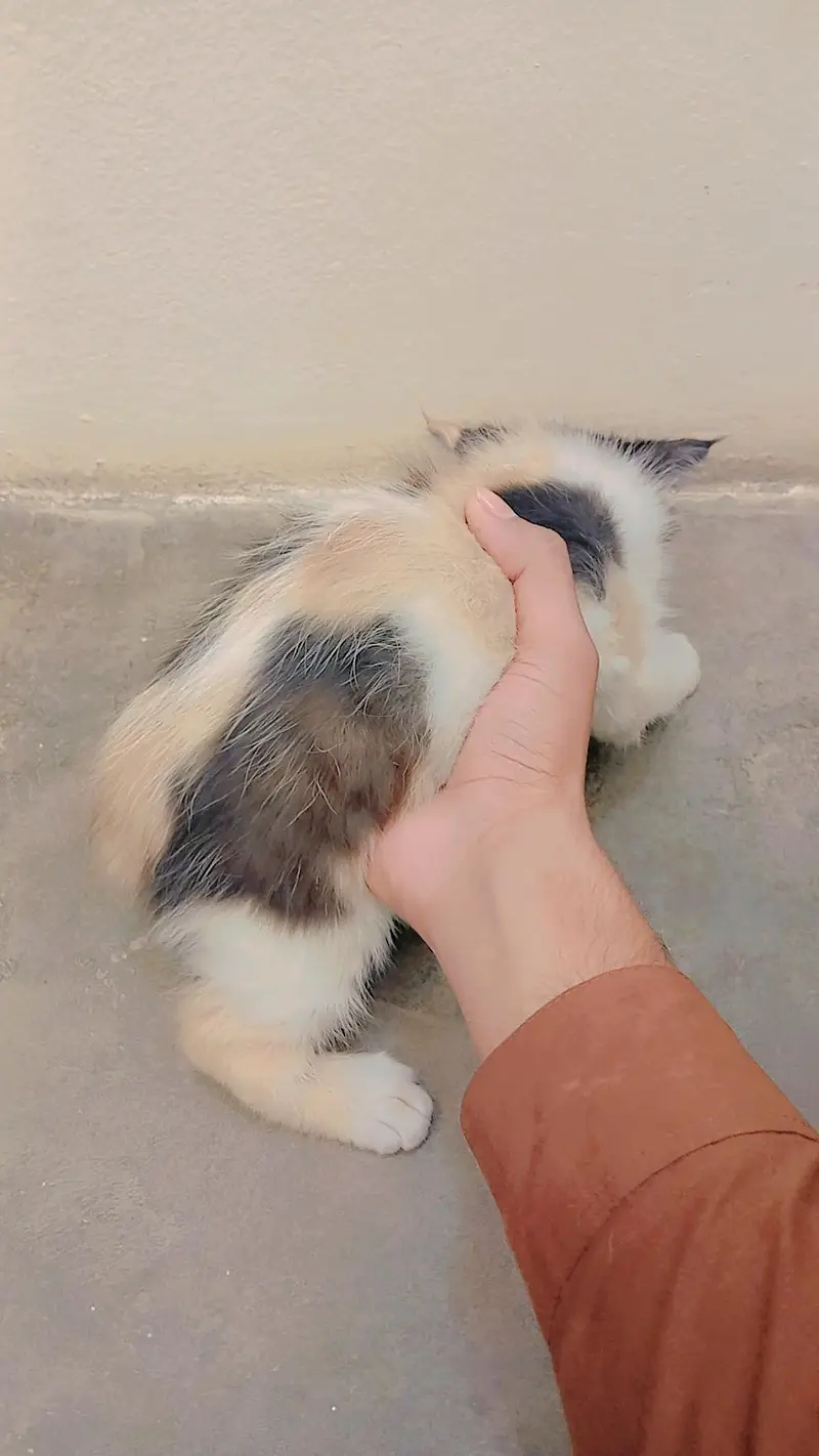 multi color cat — photo 3