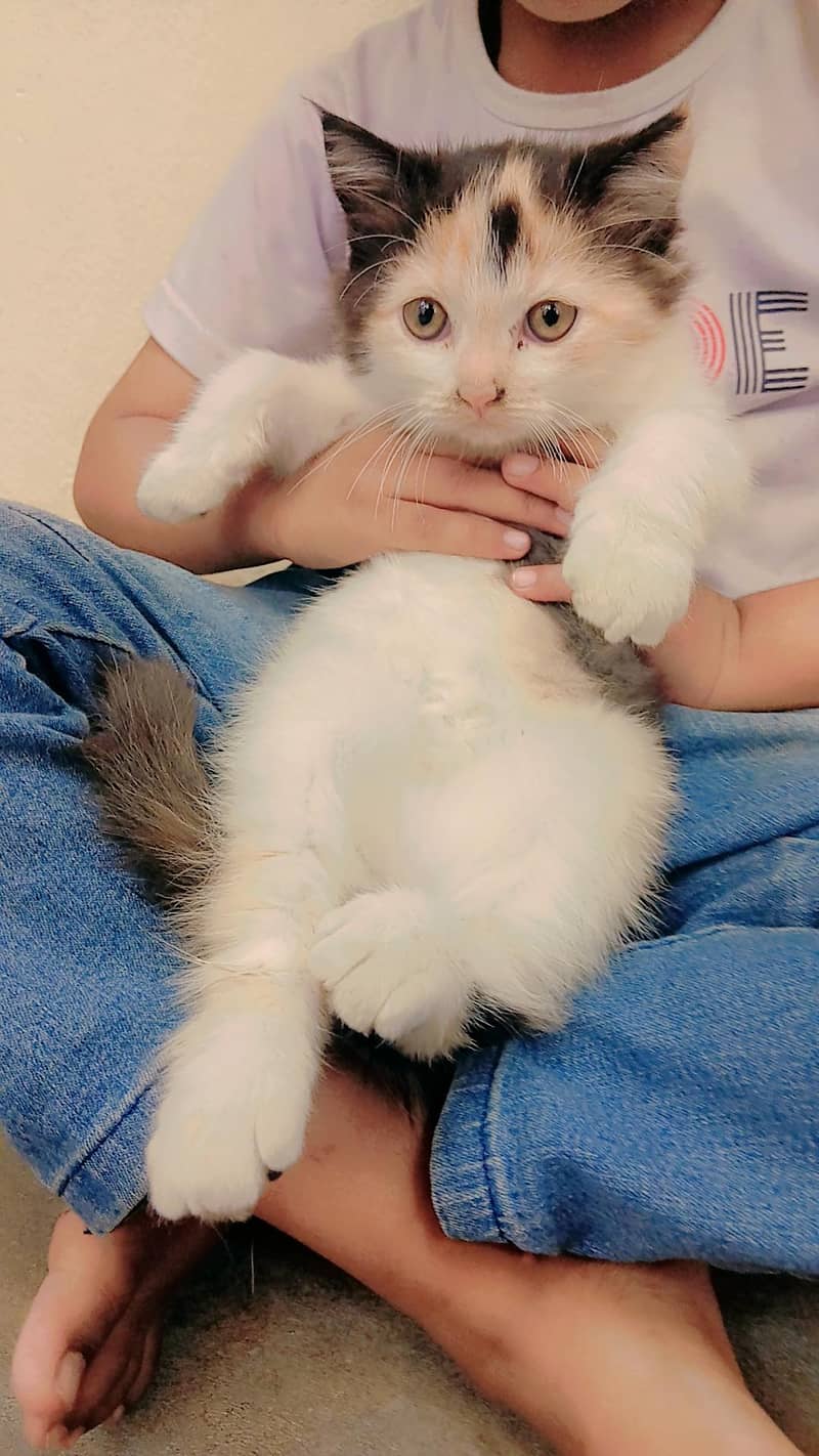 multi color cat 3